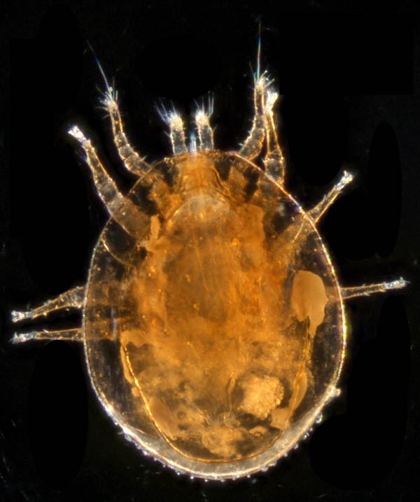 ナミイトダニ（Uropoda spiculata)