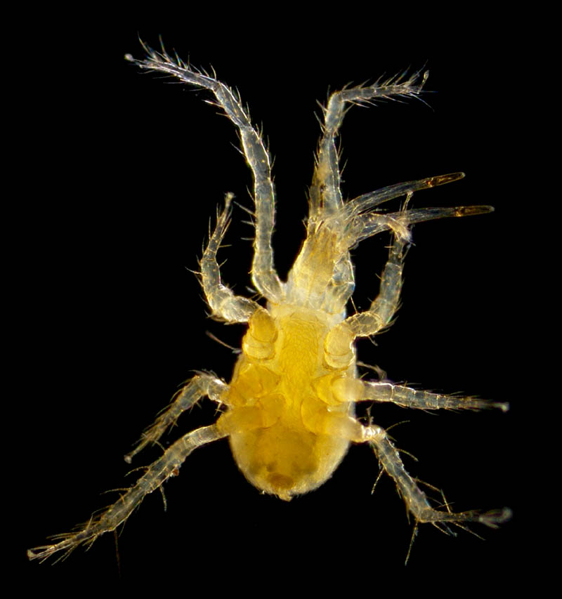 トゲダニ亜目の1種