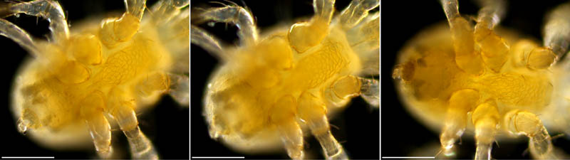 トゲダニ亜目の1種