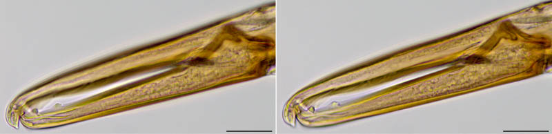 トゲダニ亜目の1種