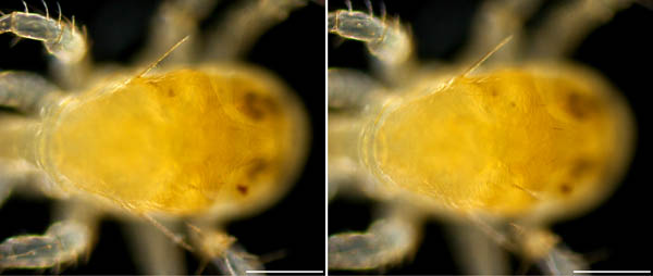 トゲダニ亜目の1種