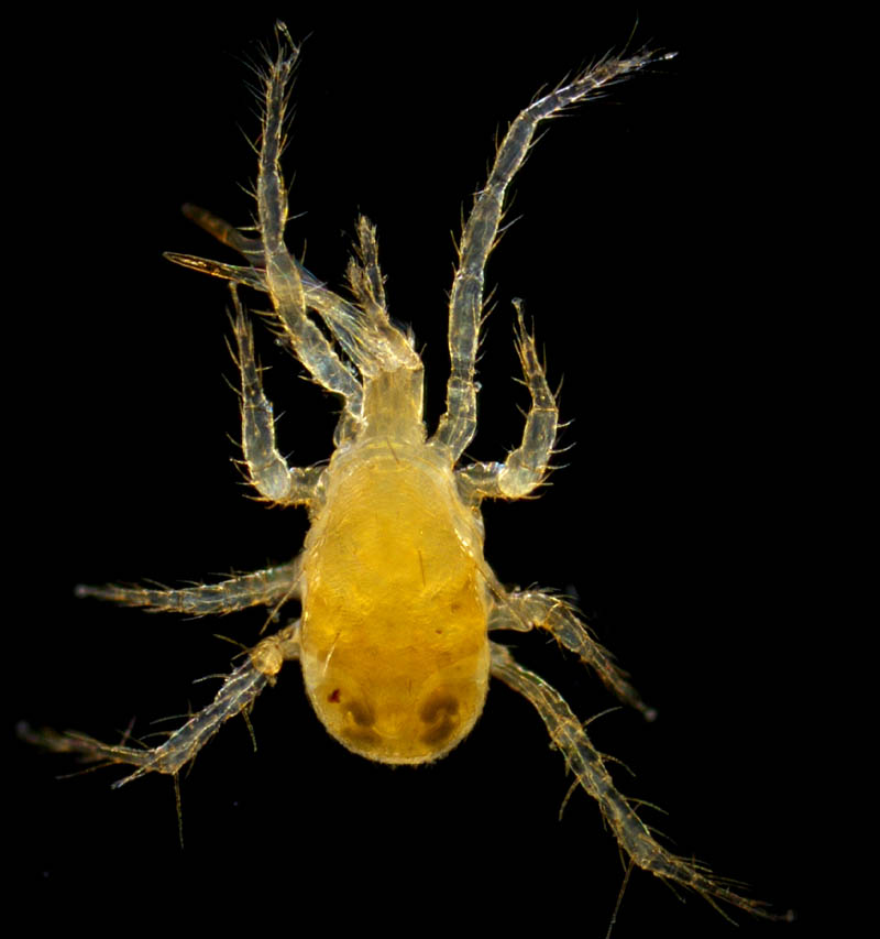 トゲダニ亜目の1種