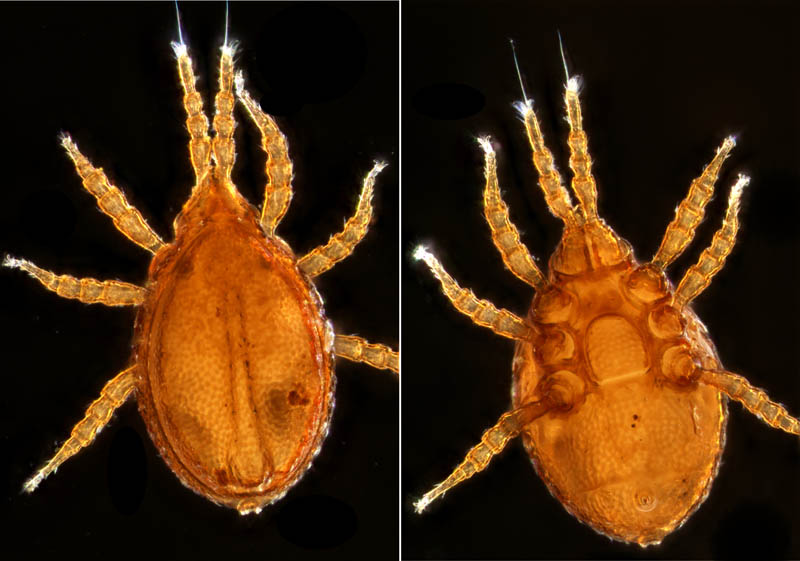 トゲダニ亜目の1種