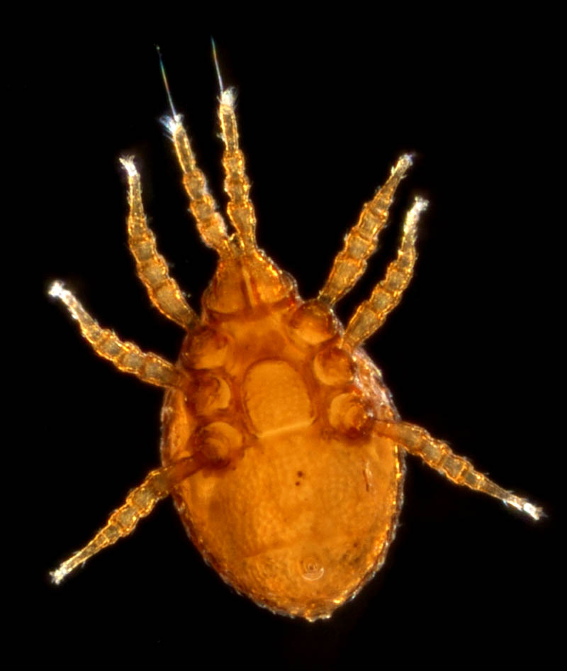 トゲダニ亜目の1種