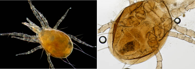 トゲダニ亜目の1種