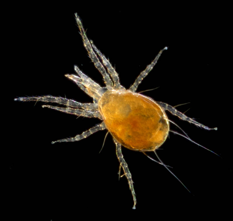 トゲダニ亜目の1種