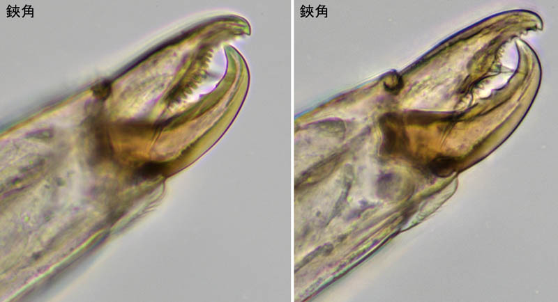 トゲダニ亜目の1種