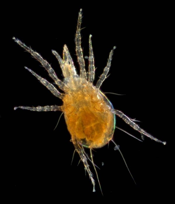 トゲダニ亜目の1種