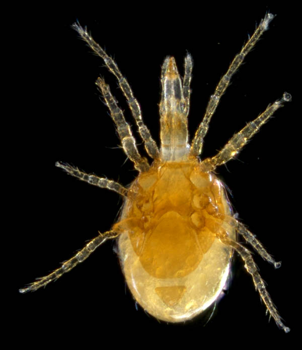 ダルマダニ科（Pachylaelapidae）の1種