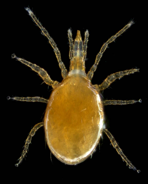 ダルマダニ科（Pachylaelapidae）の1種