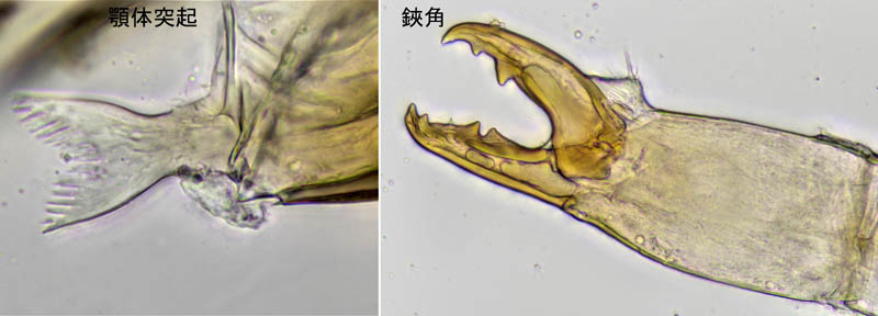 ダルマダニ科（Pachylaelapidae）の1種
