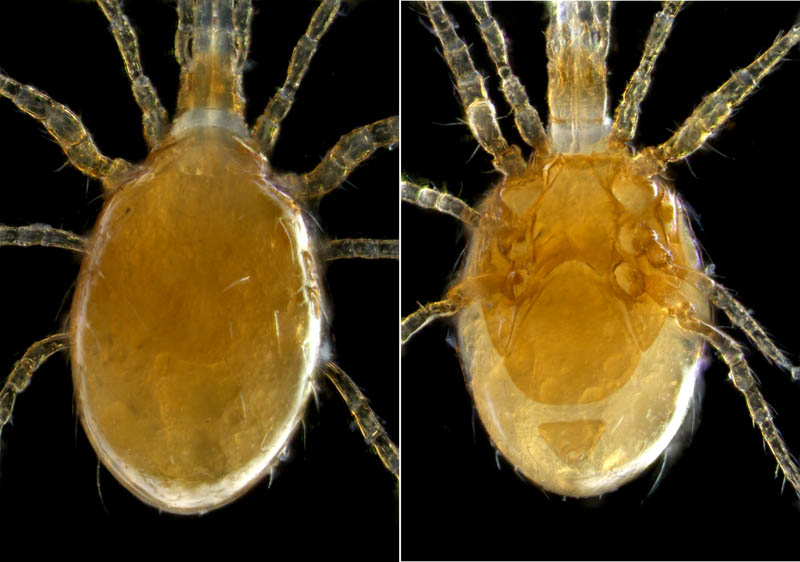 ダルマダニ科（Pachylaelapidae）の1種