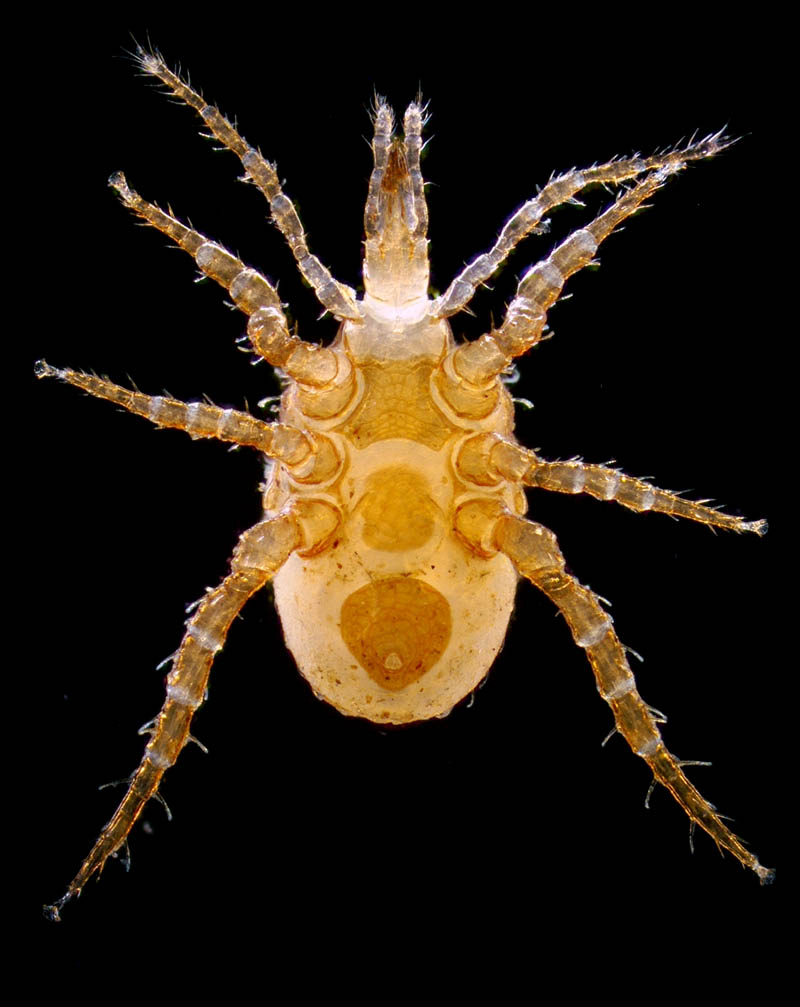 モリカワハエダニ(Macrocheles morikawai)