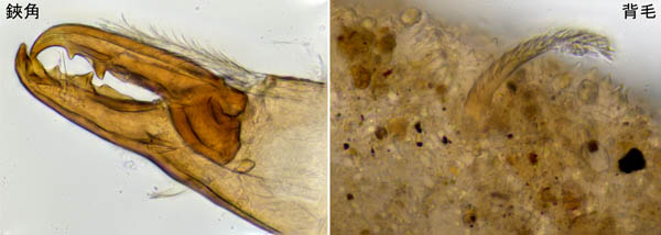 モリカワハエダニ(Macrocheles morikawai)