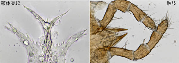 モリカワハエダニ(Macrocheles morikawai)