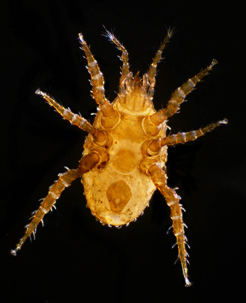 モリカワハエダニ(Macrocheles morikawai)