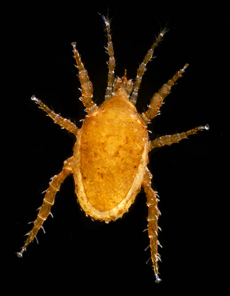 モリカワハエダニ(Macrocheles morikawai)