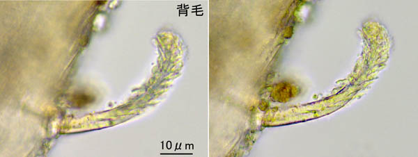 モリカワハエダニ(Macrocheles morikawai)