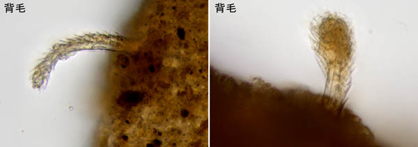 モリカワハエダニ(Macrocheles morikawai)