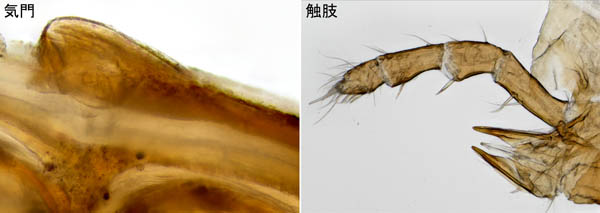 モリカワハエダニ(Macrocheles morikawai)