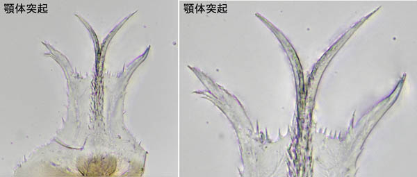 モリカワハエダニ(Macrocheles morikawai)