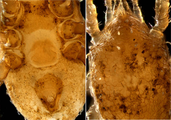 モリカワハエダニ(Macrocheles morikawai)
