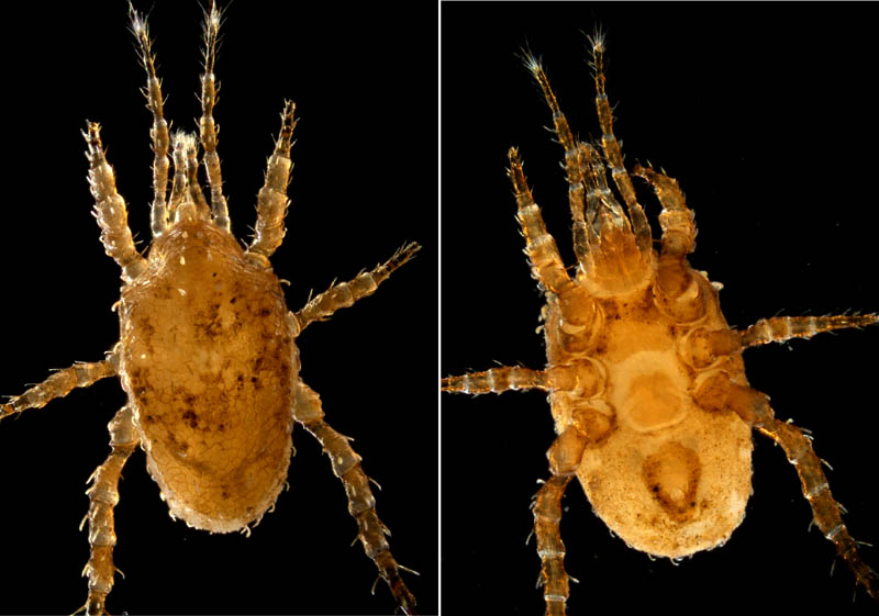 モリカワハエダニ(Macrocheles morikawai)