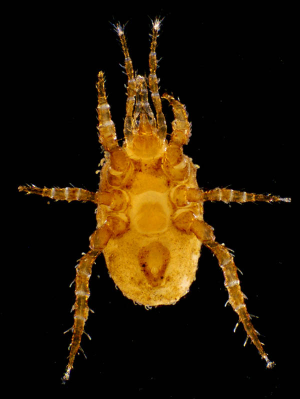 モリカワハエダニ(Macrocheles morikawai)