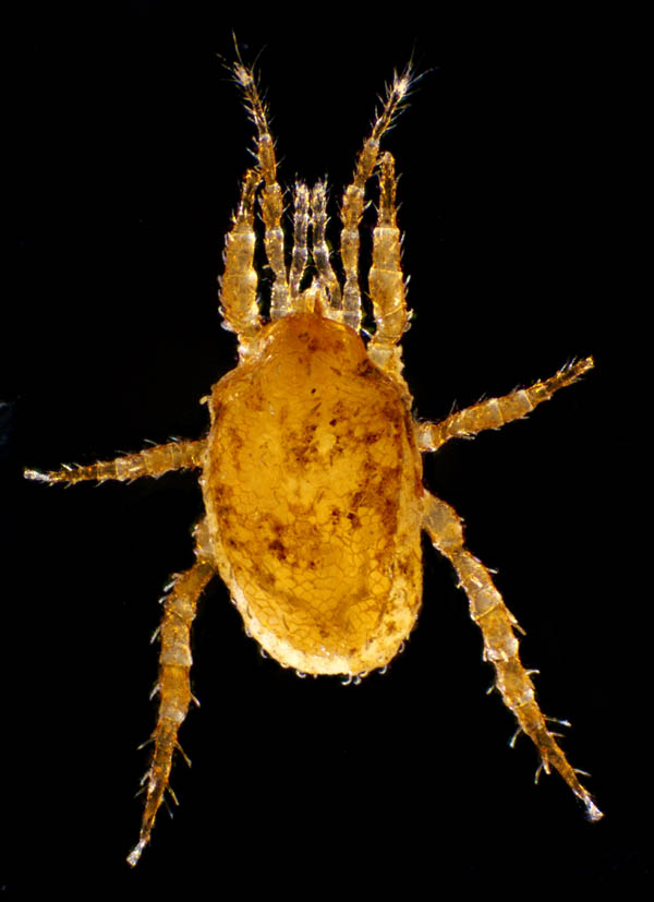 モリカワハエダニ(Macrocheles morikawai)