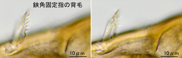 モリカワハエダニ(Macrocheles morikawai)