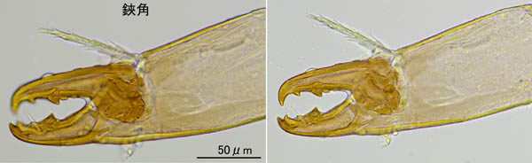 モリカワハエダニ(Macrocheles morikawai)