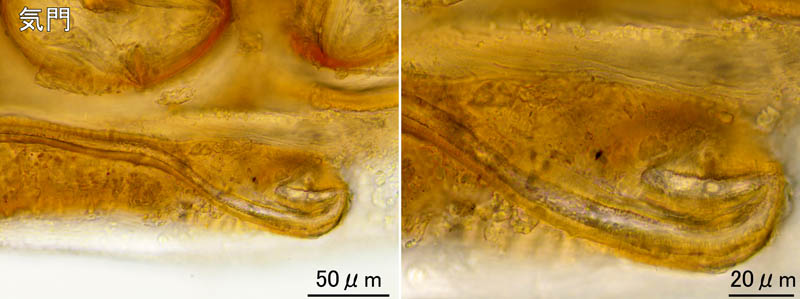 モリカワハエダニ(Macrocheles morikawai)