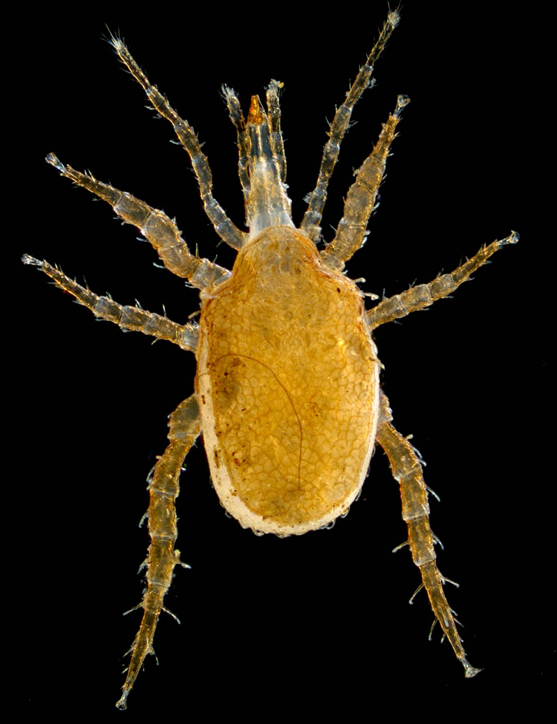 モリカワハエダニ(Macrocheles morikawai)