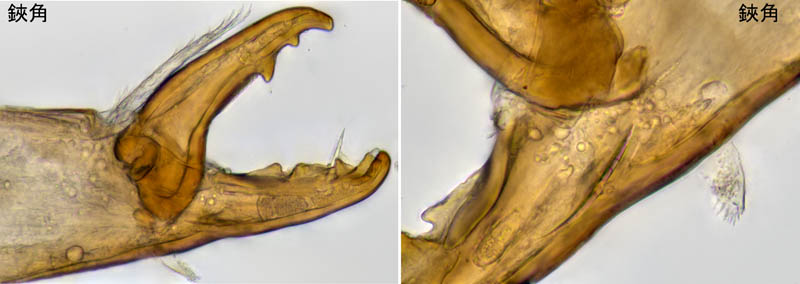 モリカワハエダニ(Macrocheles morikawai)