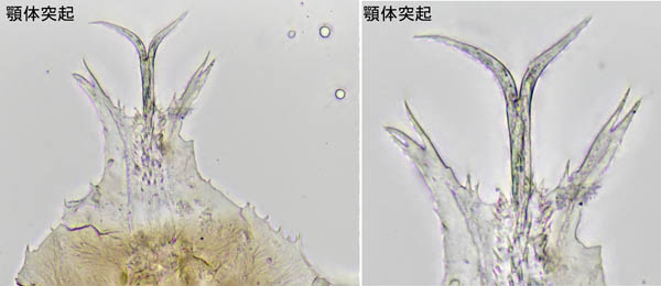 モリカワハエダニ(Macrocheles morikawai)