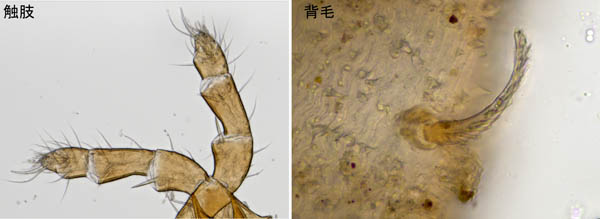 モリカワハエダニ(Macrocheles morikawai)