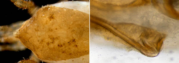 モリカワハエダニ(Macrocheles morikawai)