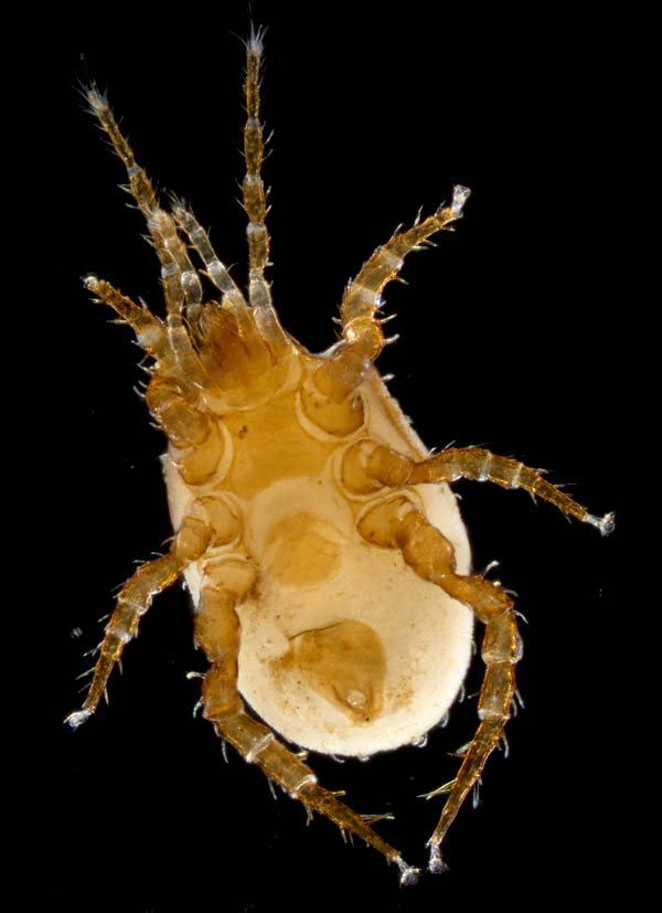 モリカワハエダニ(Macrocheles morikawai)