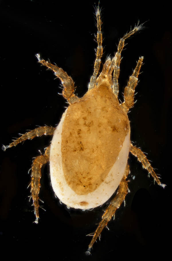 モリカワハエダニ(Macrocheles morikawai)