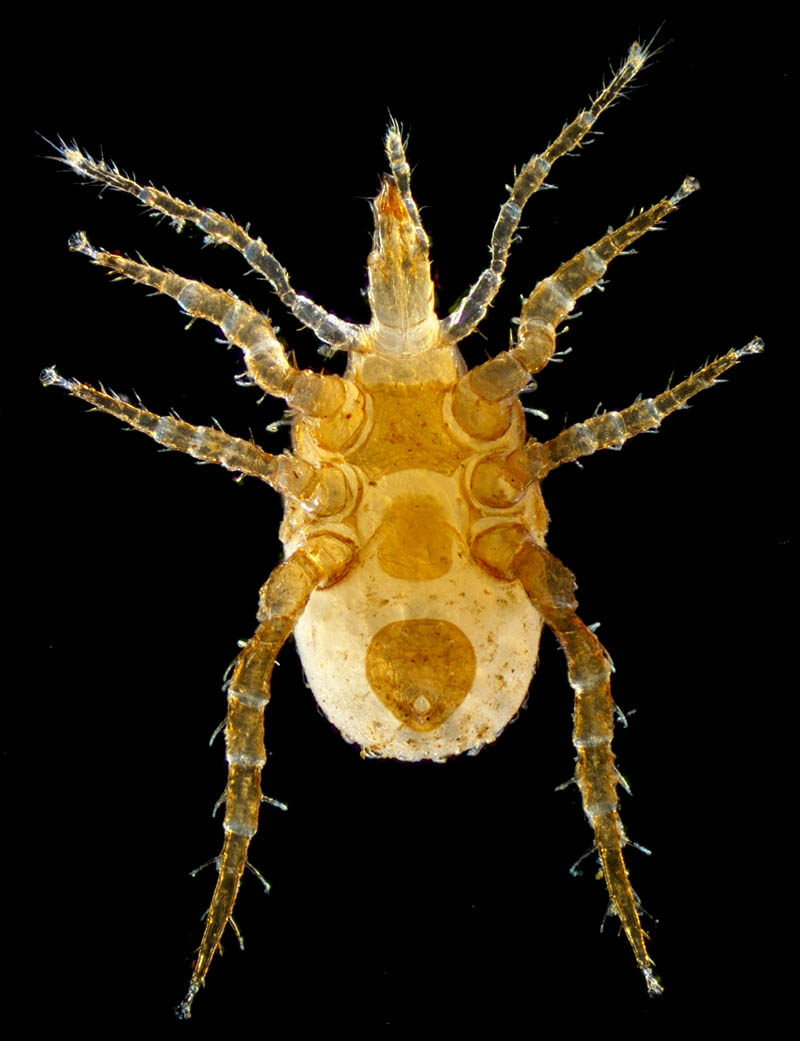 モリカワハエダニ(Macrocheles morikawai)
