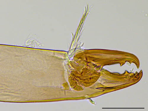ハエダニ属の1種 (Macrocheles sp.C)