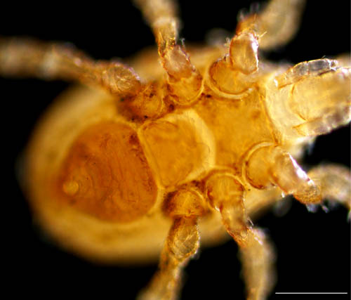 ハエダニ属の1種 (Macrocheles sp.C)