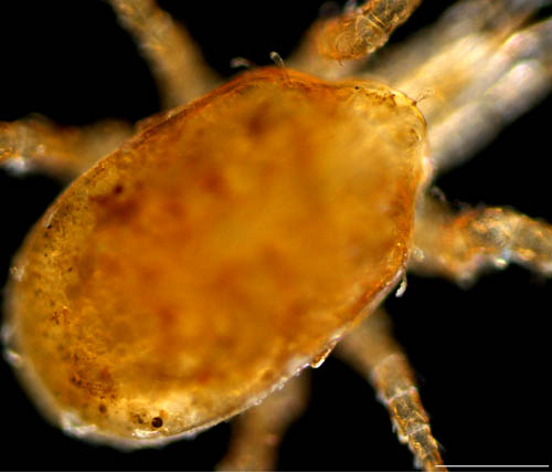 ハエダニ属の1種 (Macrocheles sp.C)
