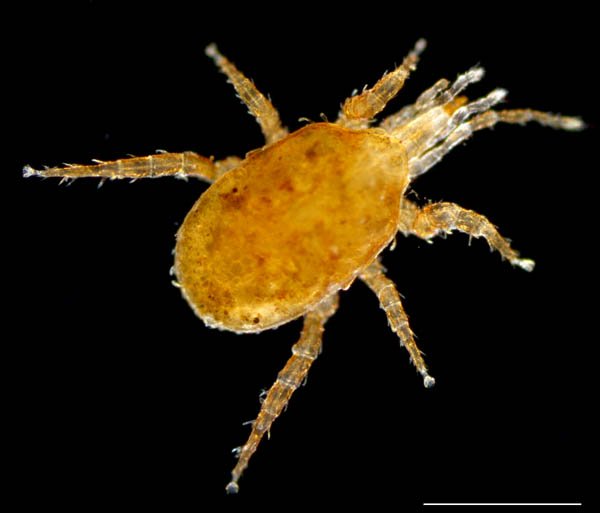 ハエダニ属の1種 (Macrocheles sp.C)