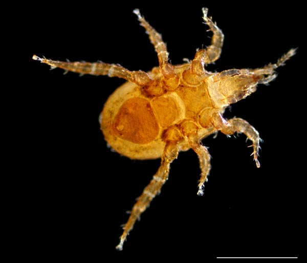 ハエダニ属の1種 (Macrocheles sp.C)