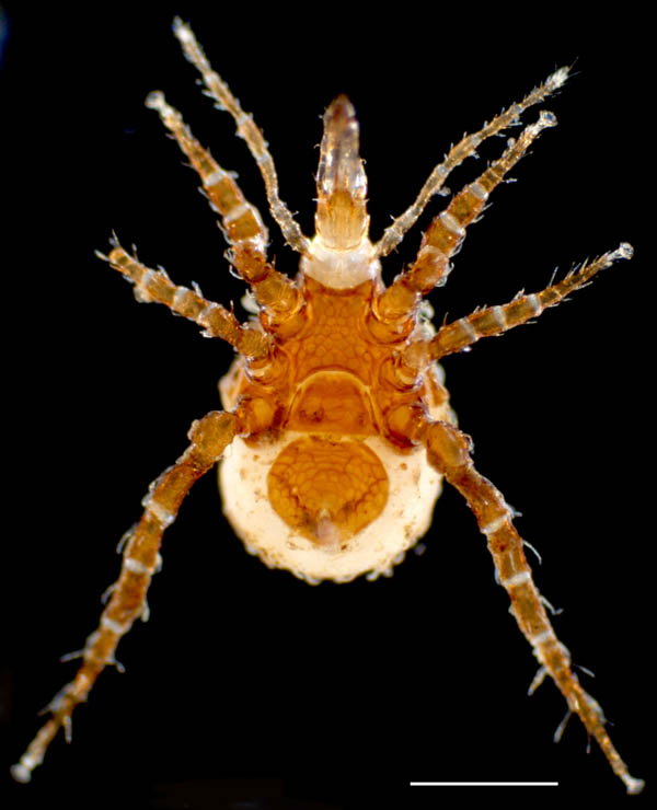 マヨイハエダニ（Macrocheles confusa)