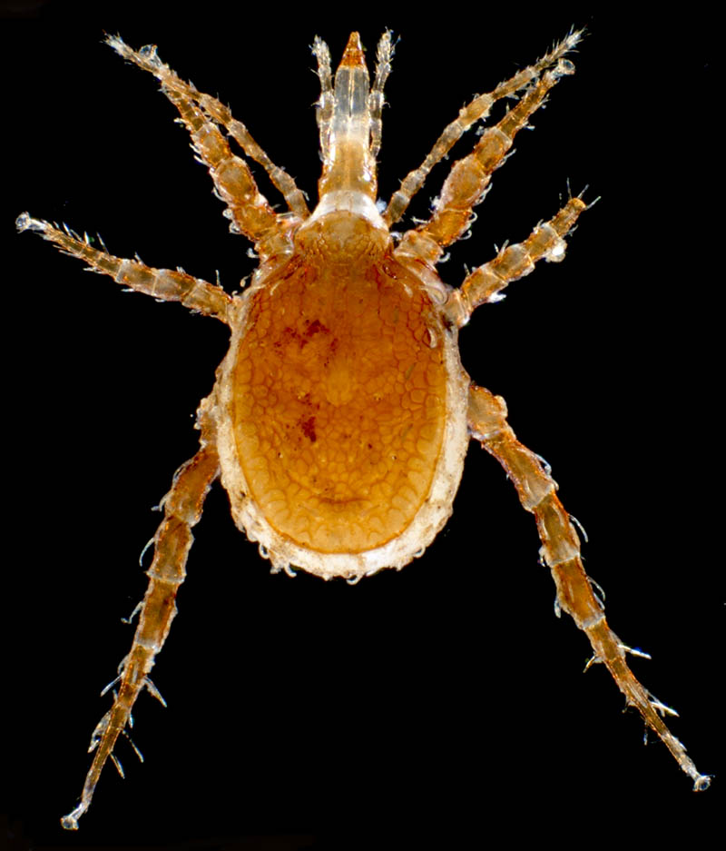 マヨイハエダニ（Macrocheles confusa)