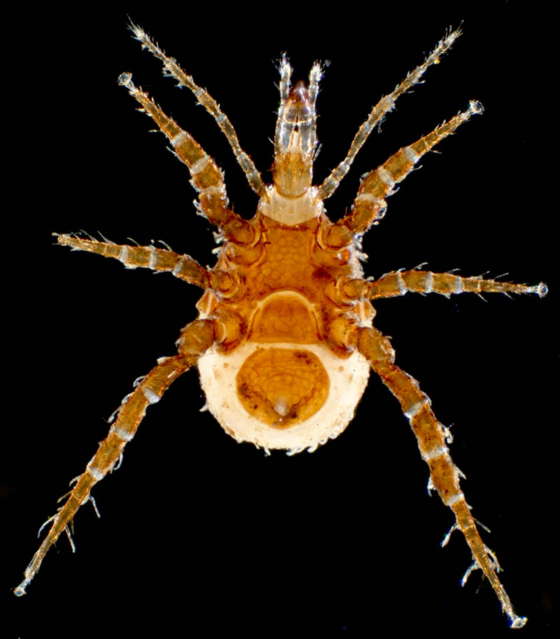 マヨイハエダニ（Macrocheles confusa)