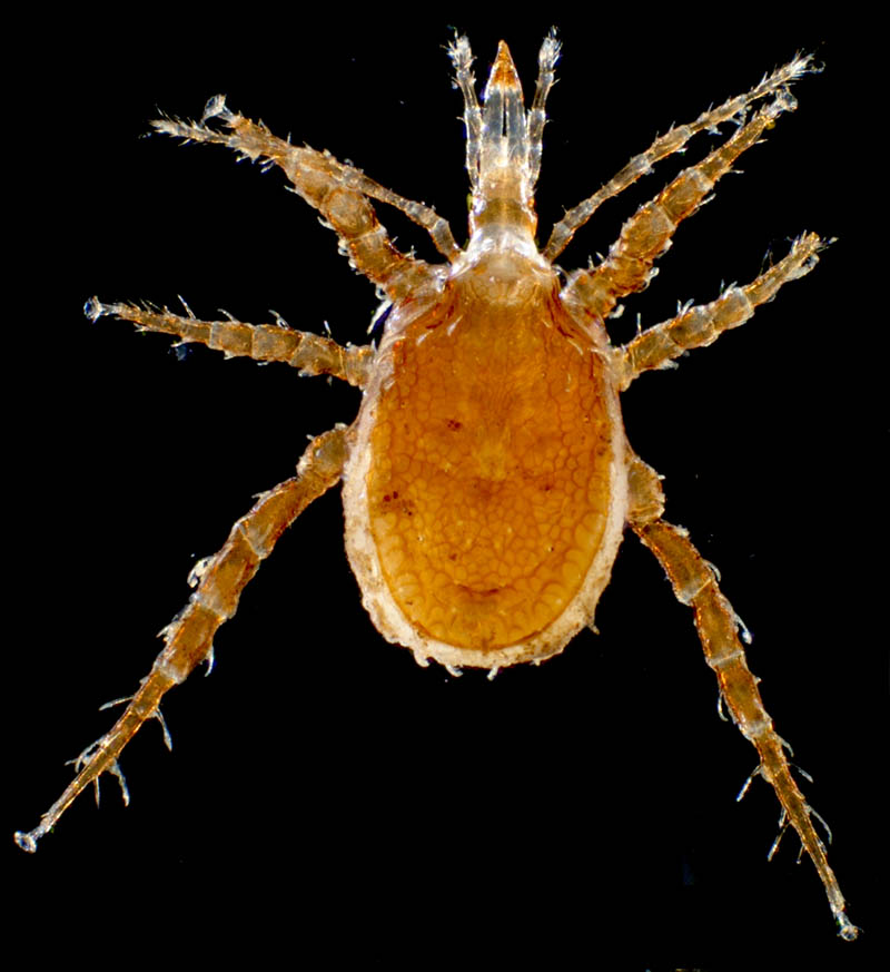 マヨイハエダニ（Macrocheles confusa)