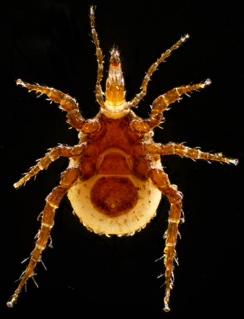 マヨイハエダニ（Macrocheles confusa)